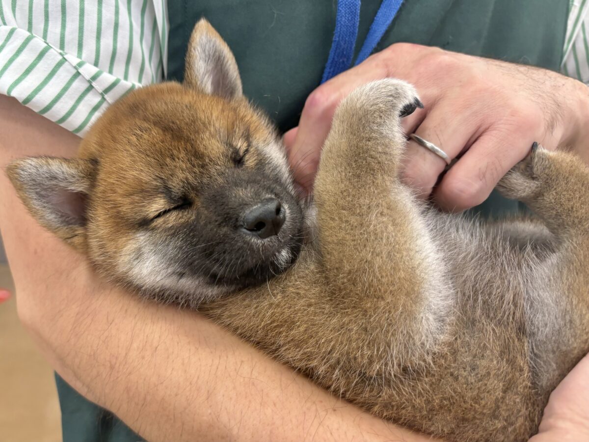 もちもちまんじゅう?柴犬くん! 柴犬