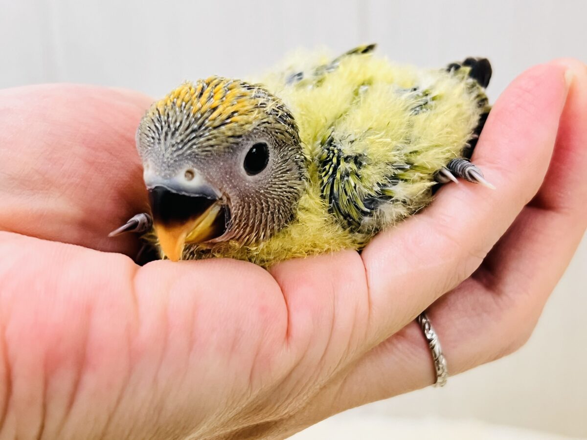 コザクラインコ（小桜インコ）