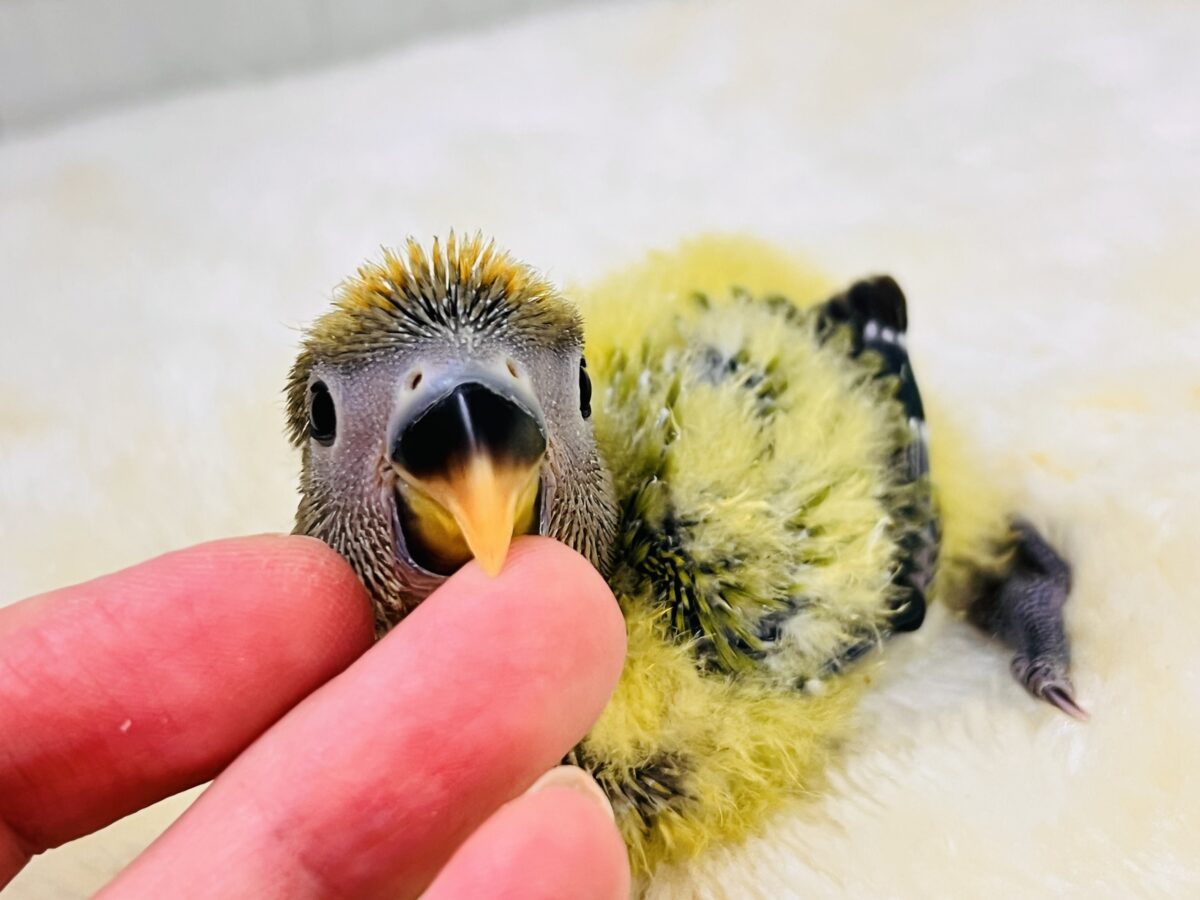 わたわたミカン🍊♡小桜インコのオレンジフェイスオパーリン 入舎しました💖 コザクラインコ(小桜インコ)