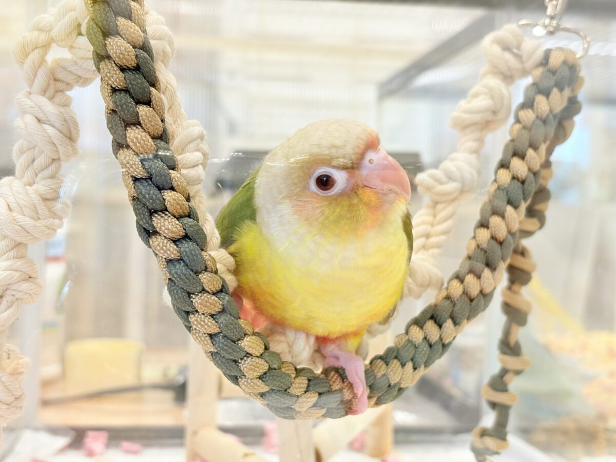 【最新画像・動画更新🪄】常夏⛱もこもこパインちゃん🐣🍍💖ウロコインコ(パイナップル) ヒナ ホオミドリウロコインコ