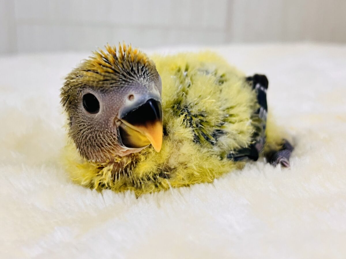コザクラインコ（小桜インコ）