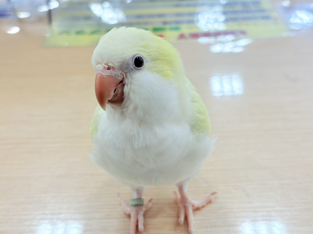 オキナインコ
