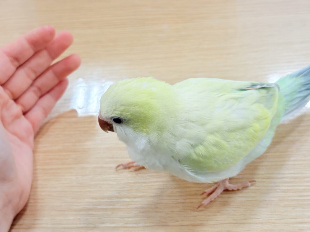 オキナインコ