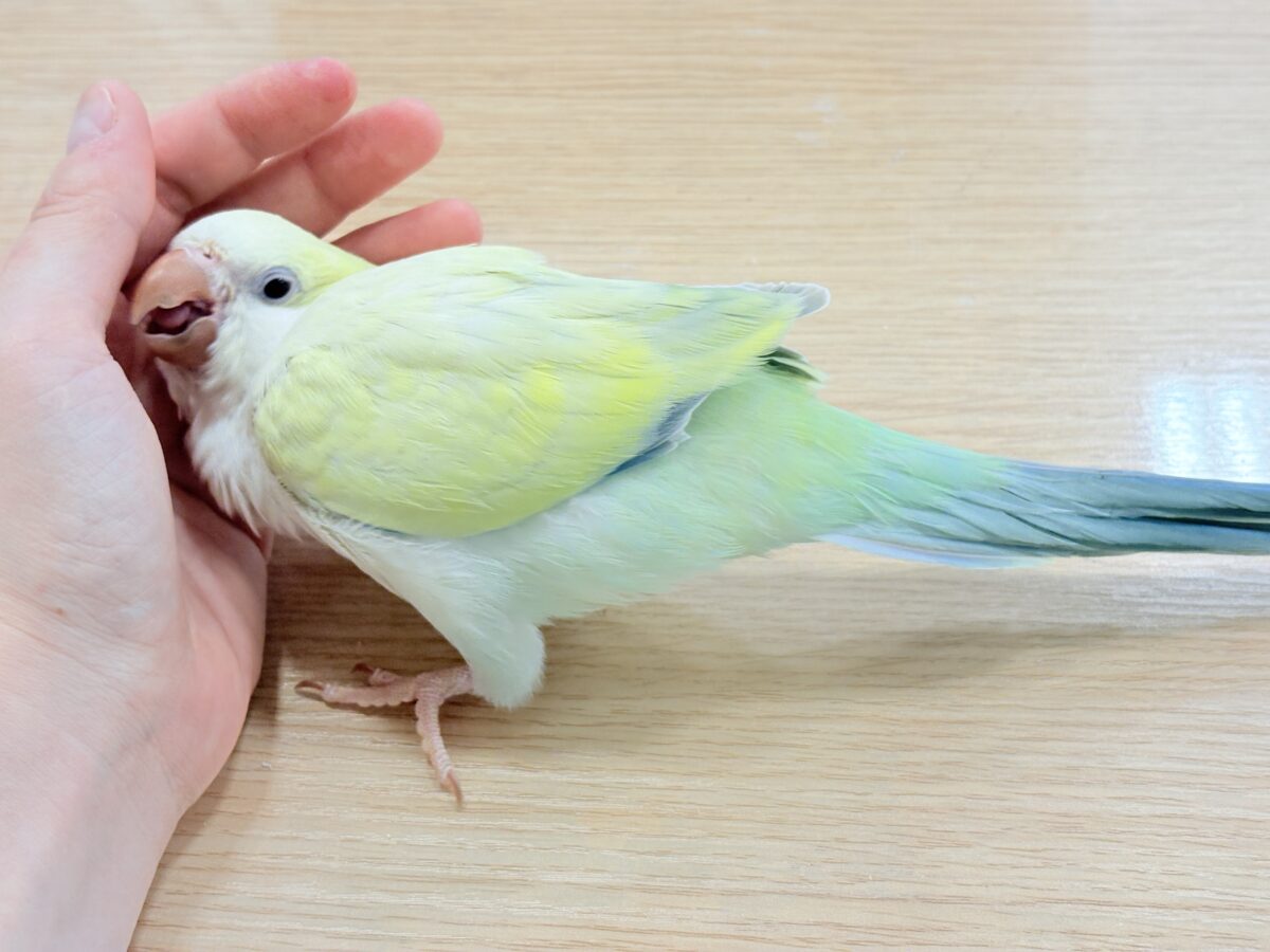 オキナインコ