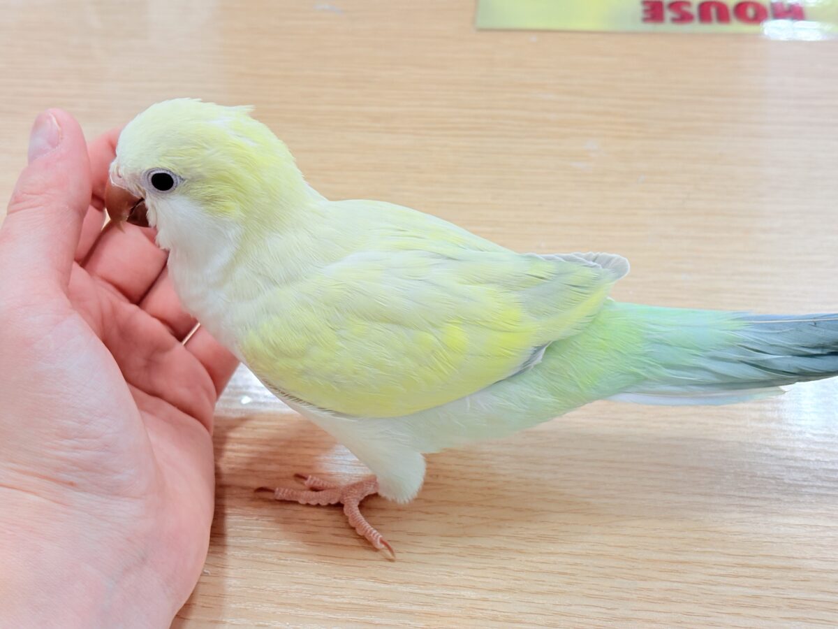 オキナインコ