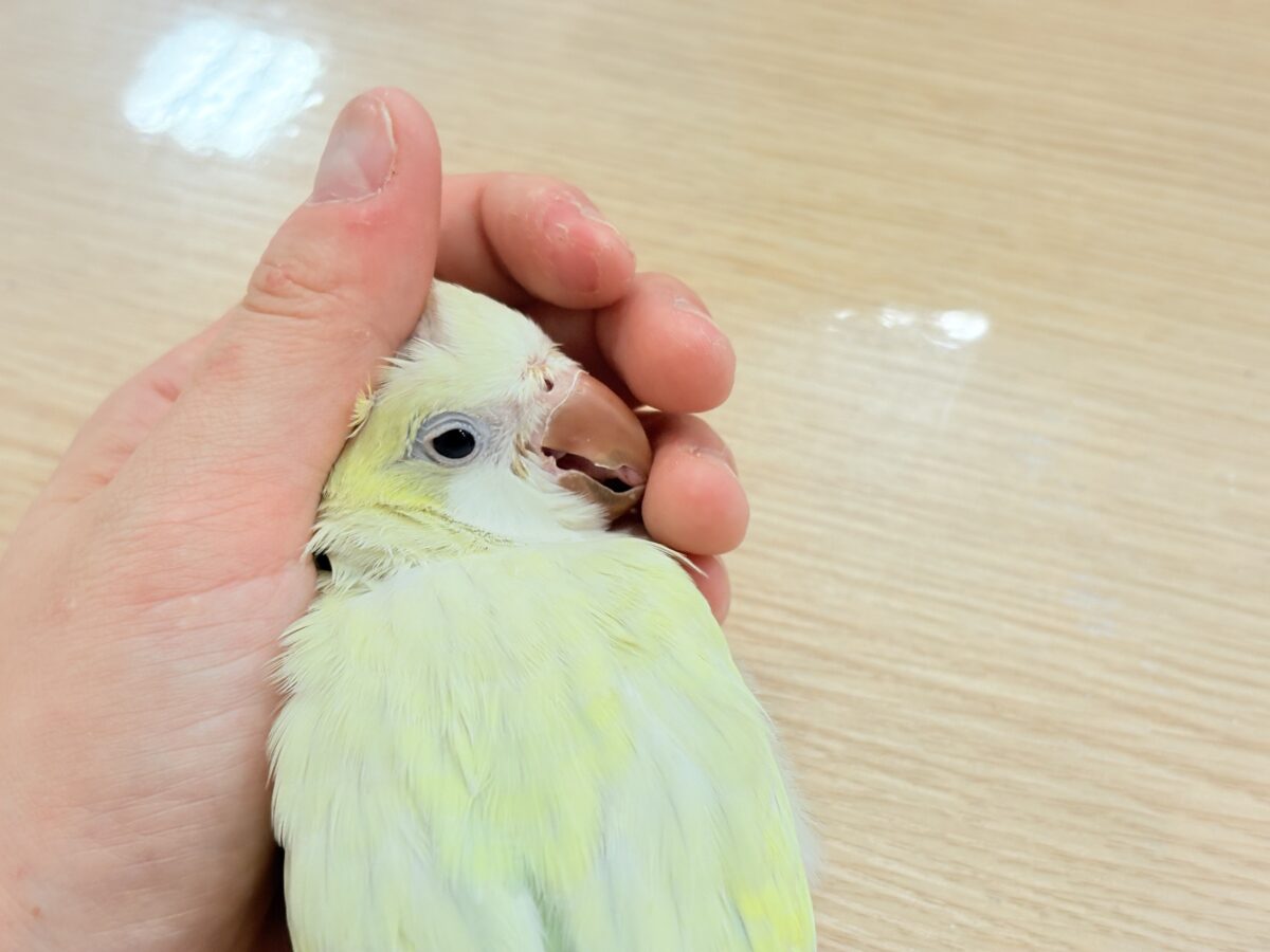 オキナインコ
