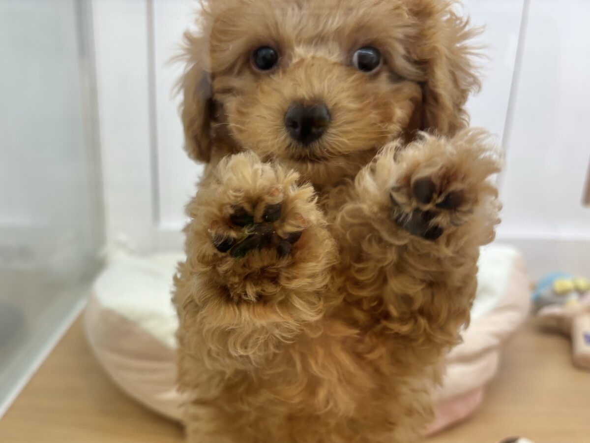 超ホヤホヤ最新画像✨私の愛の叫びを受け止めて〜♥トイプードルちゃん! トイプードル