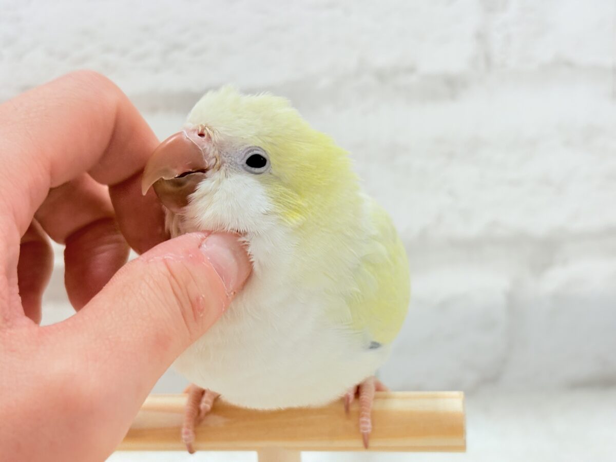 オキナインコ