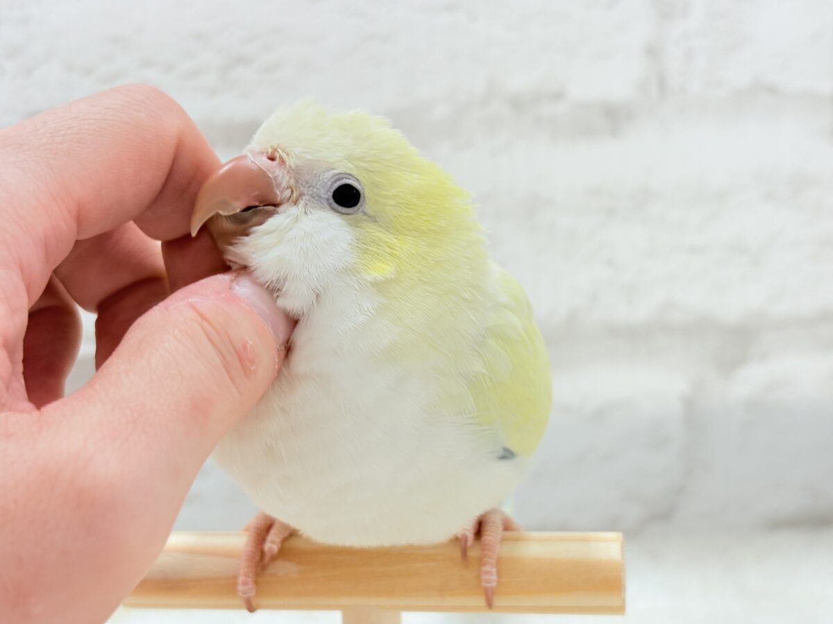 オキナインコ