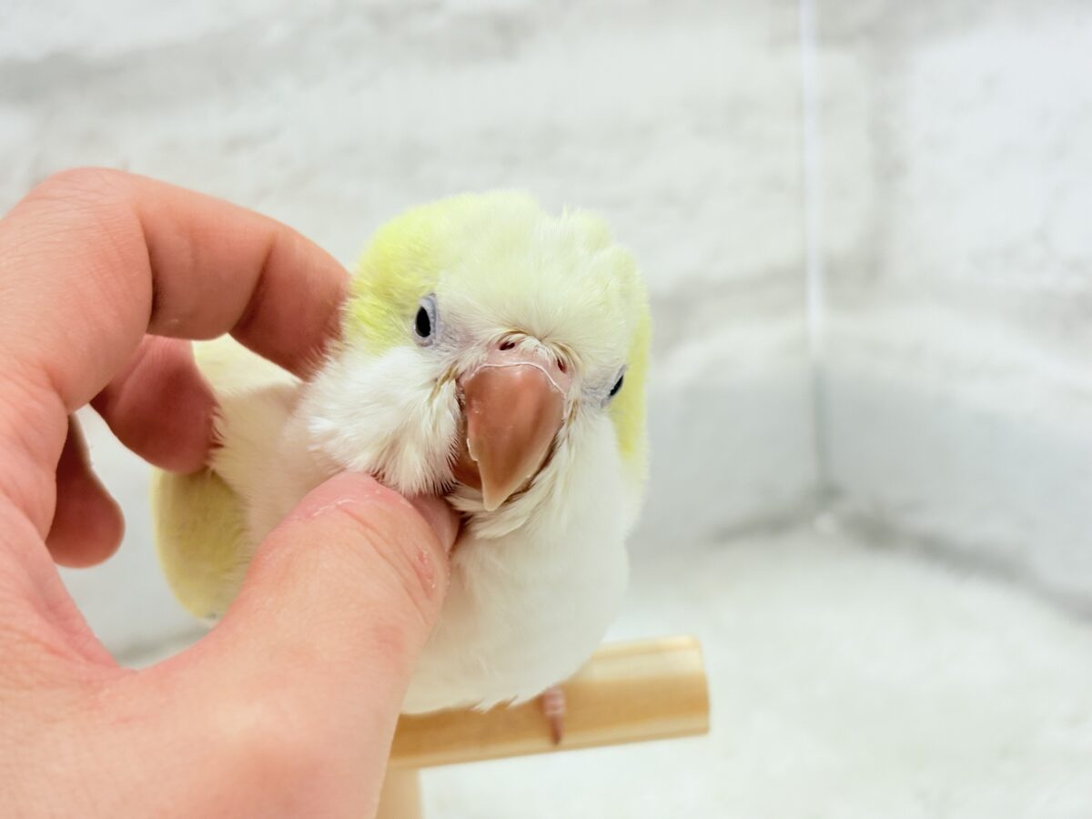 オキナインコ