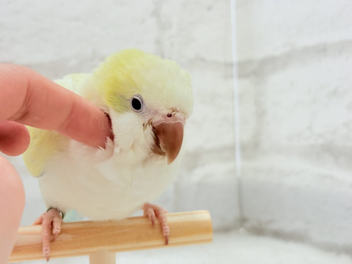 オキナインコ