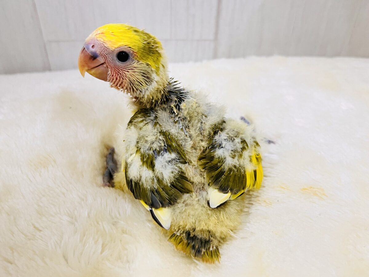 プリプチッ💛皮付きとうもろこしカラー🌽小桜インコのタイガーチェリーの雛が入舎しました☆ コザクラインコ(小桜インコ)