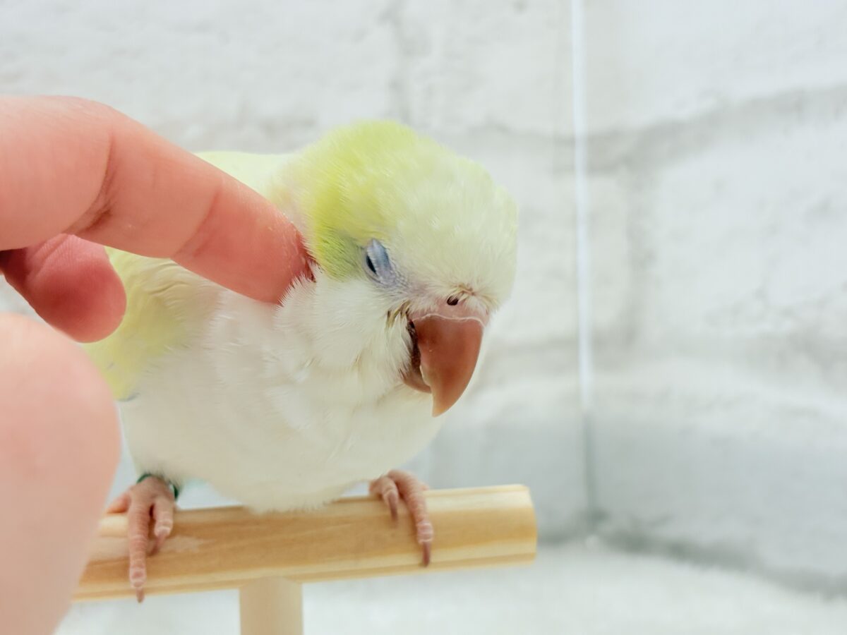 オキナインコ