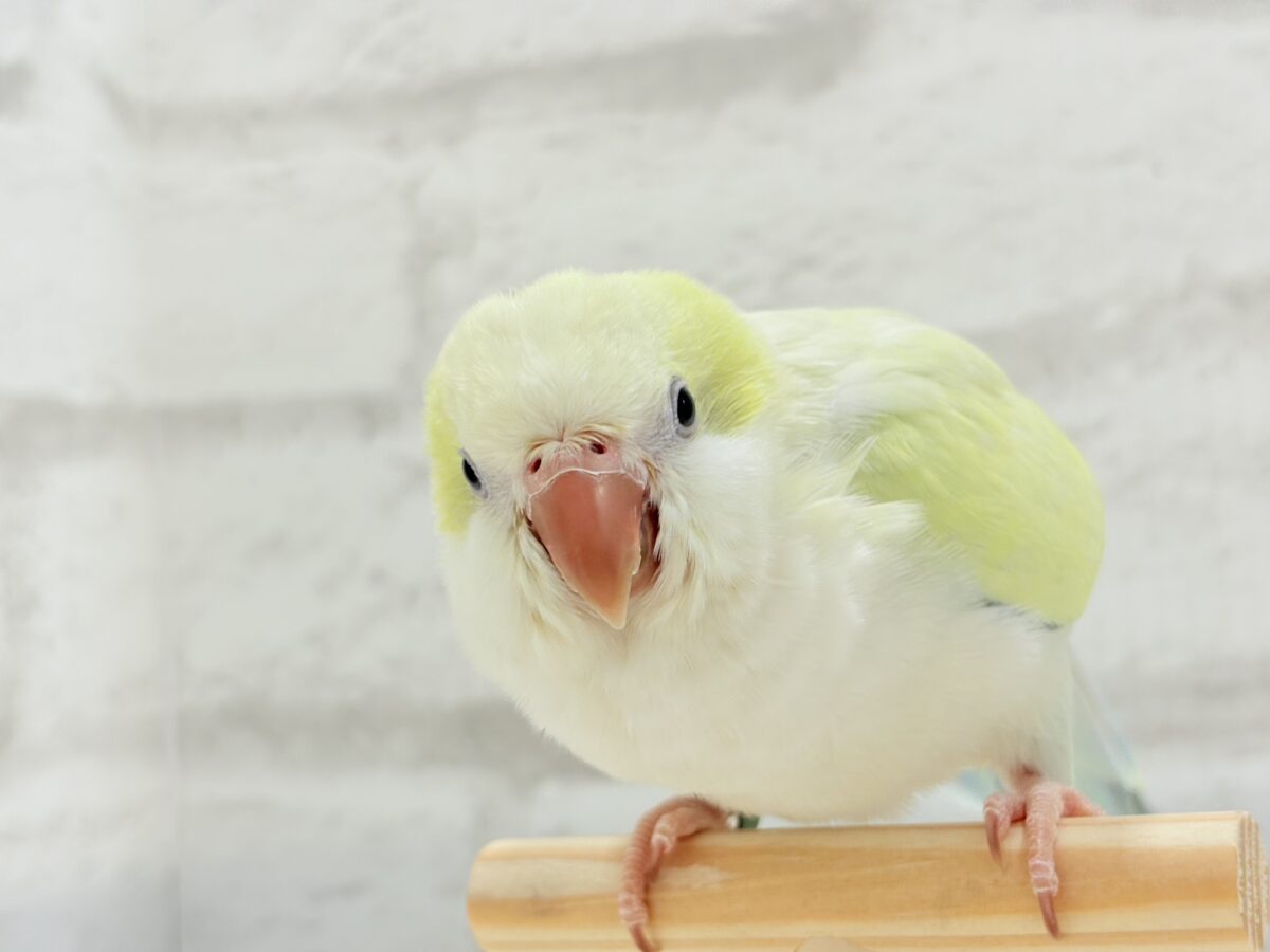 オキナインコ