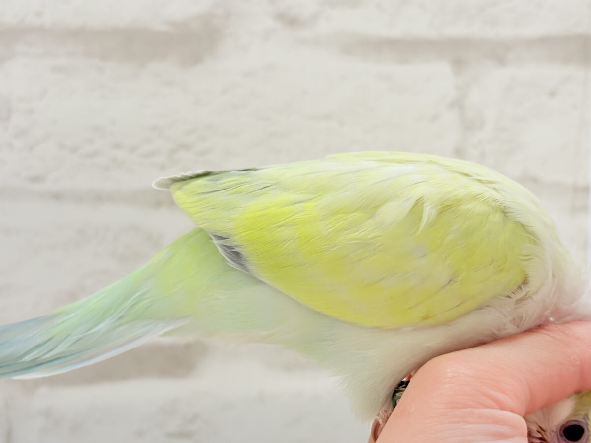 オキナインコ