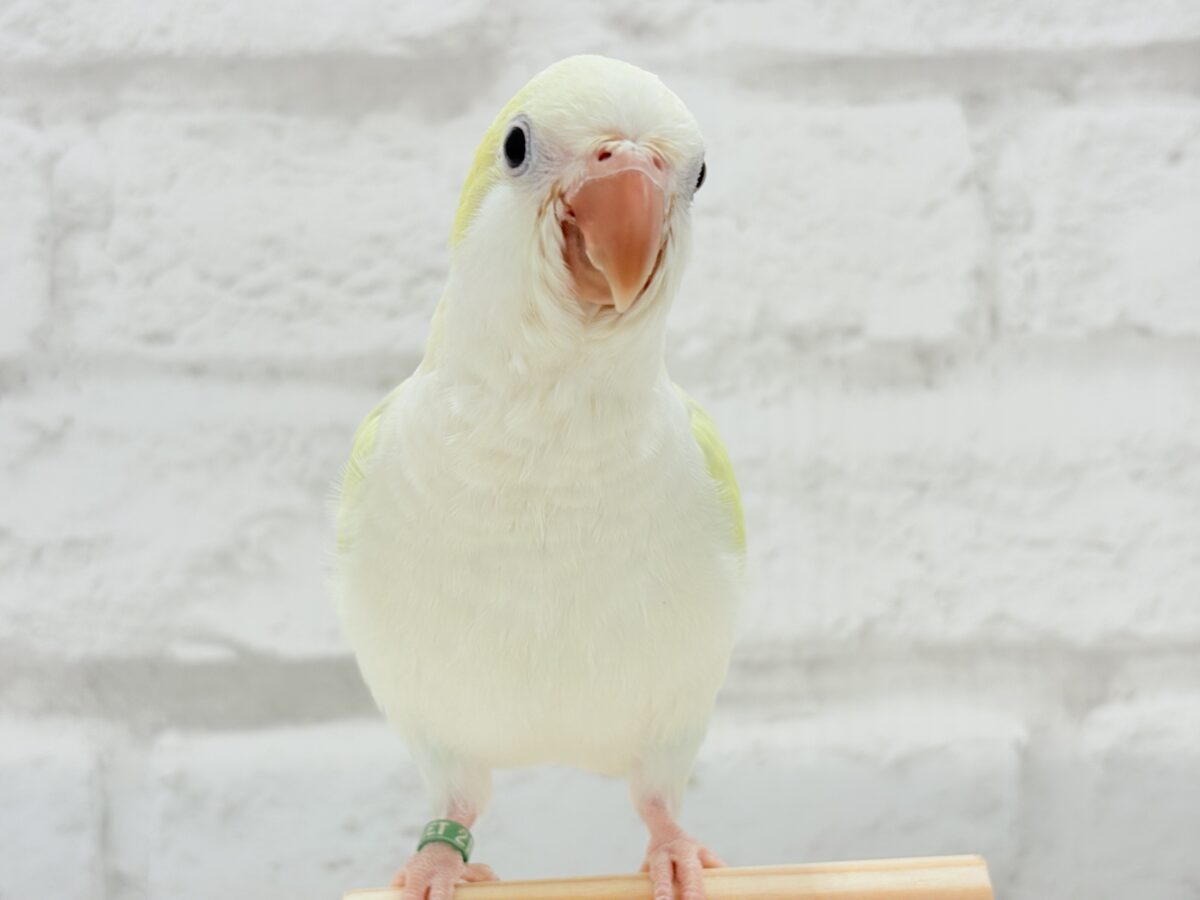 オキナインコ