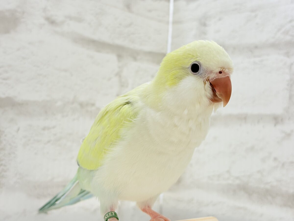 オキナインコ