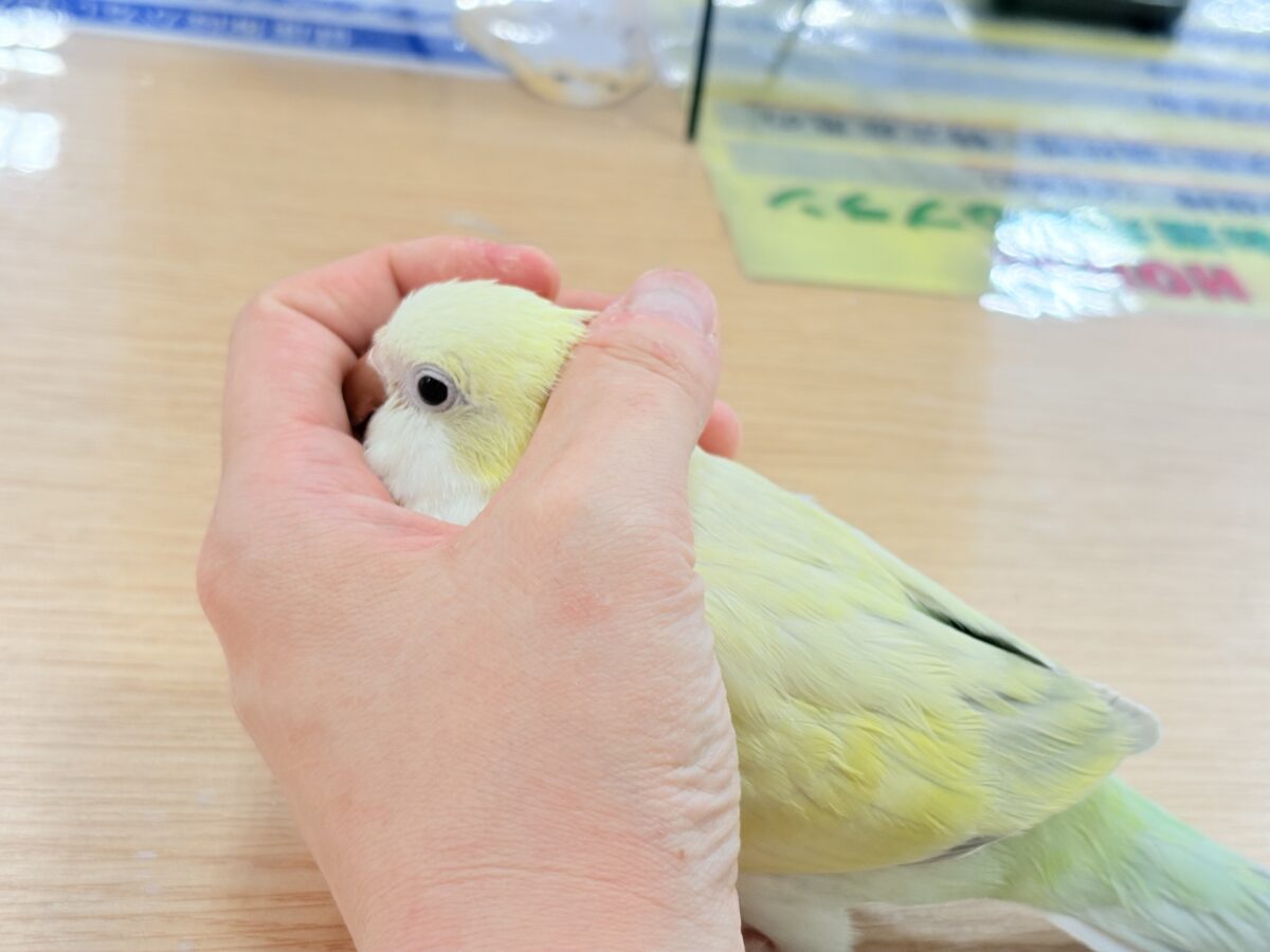 オキナインコ