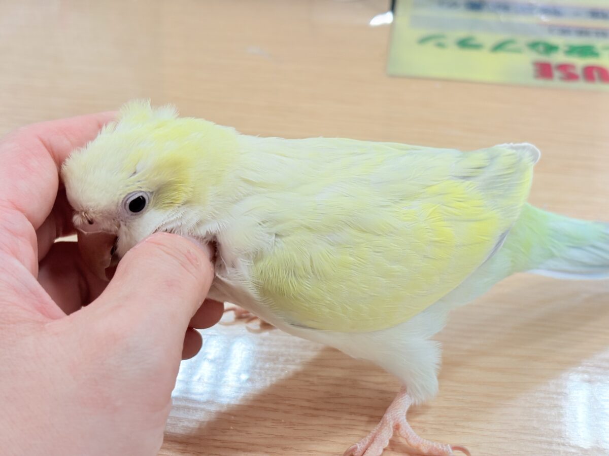オキナインコ