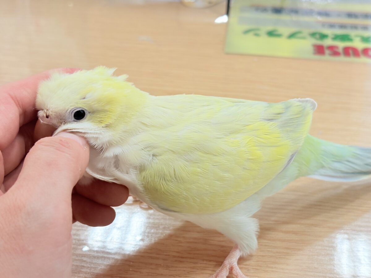 オキナインコ