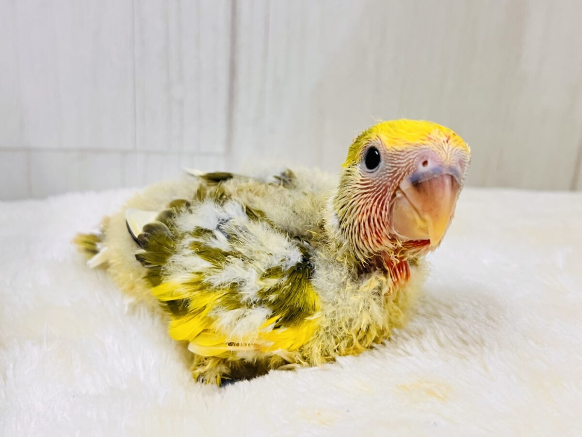 コザクラインコ（小桜インコ）