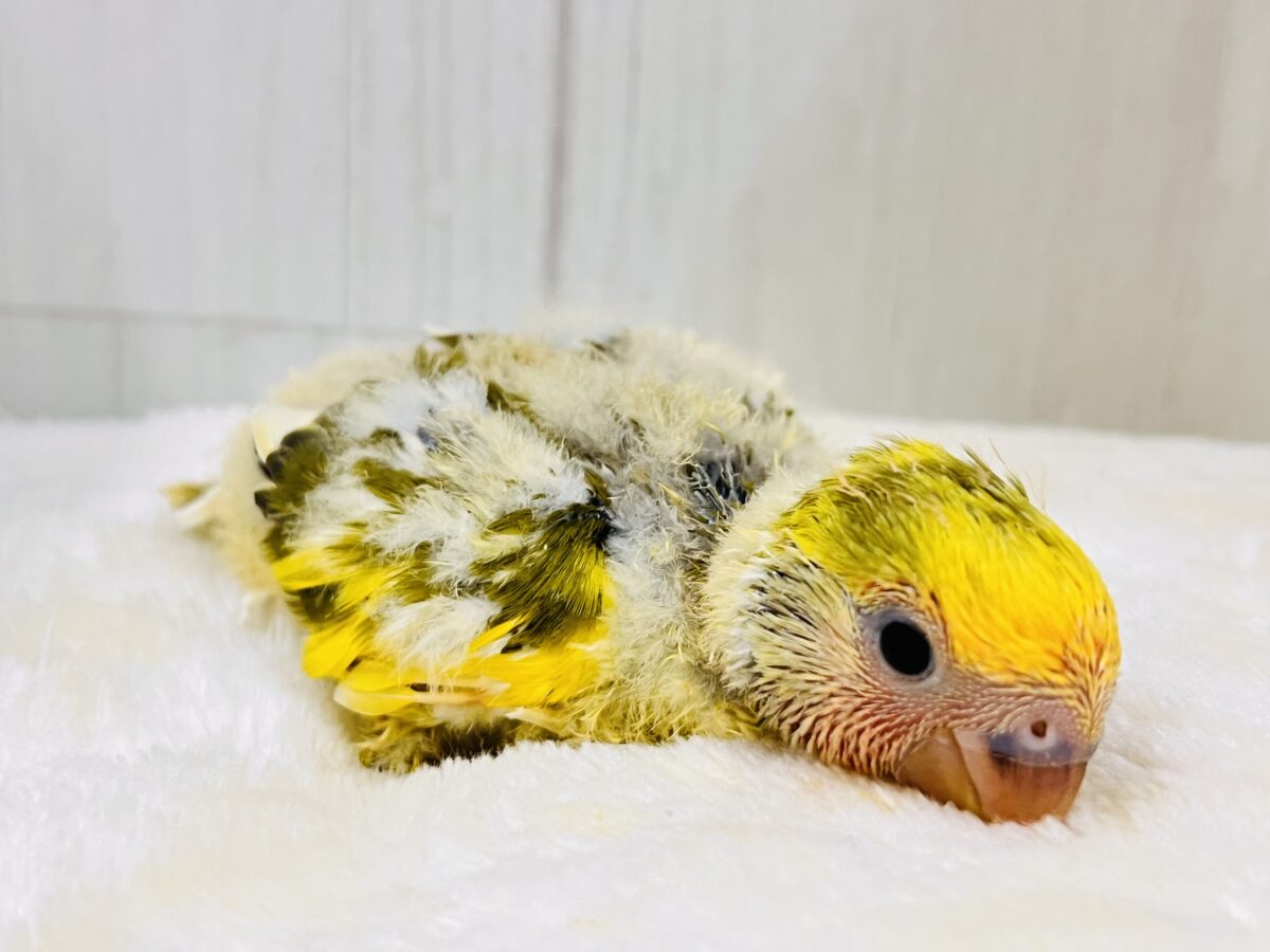 コザクラインコ（小桜インコ）