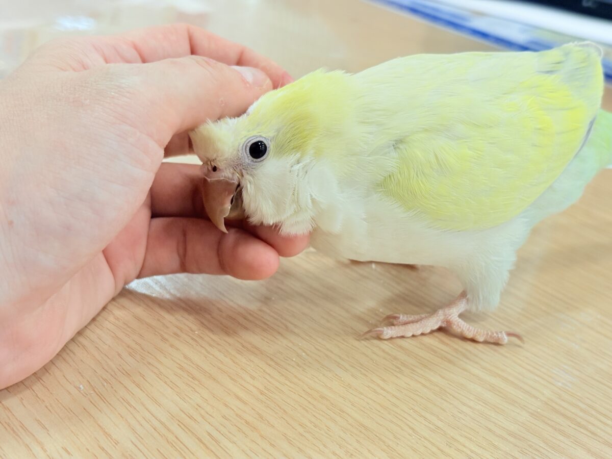 オキナインコ