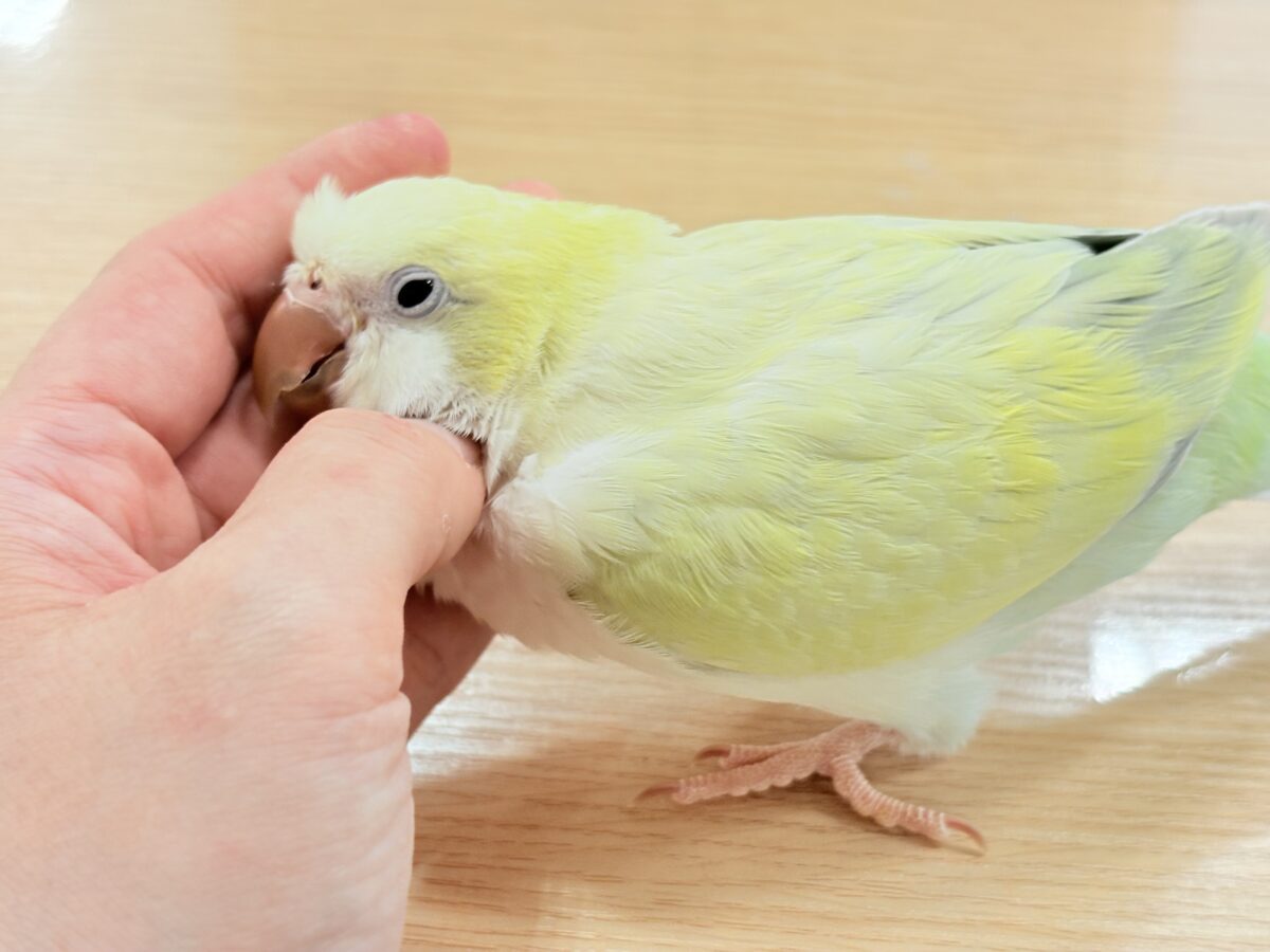 オキナインコ