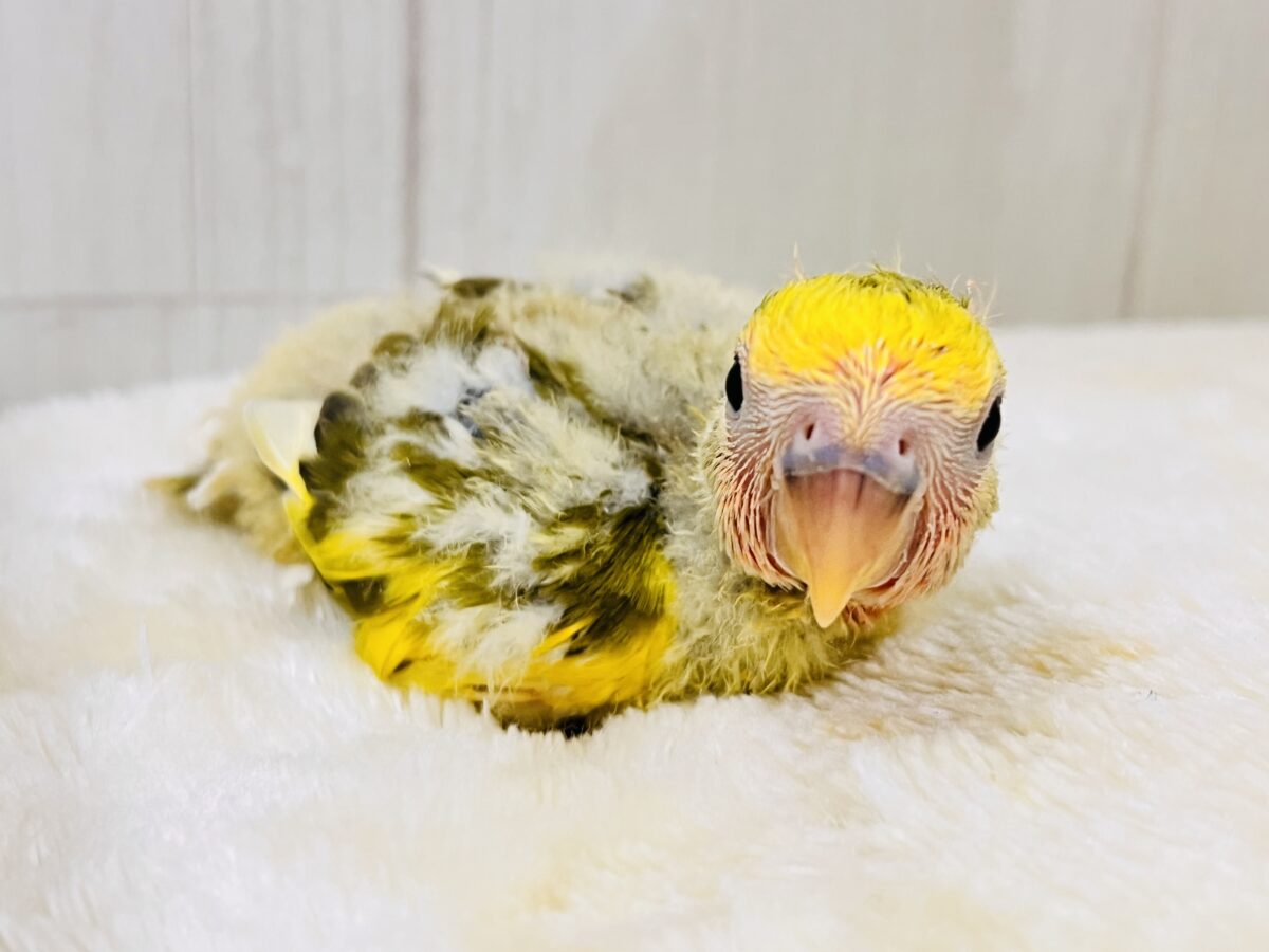 コザクラインコ（小桜インコ）