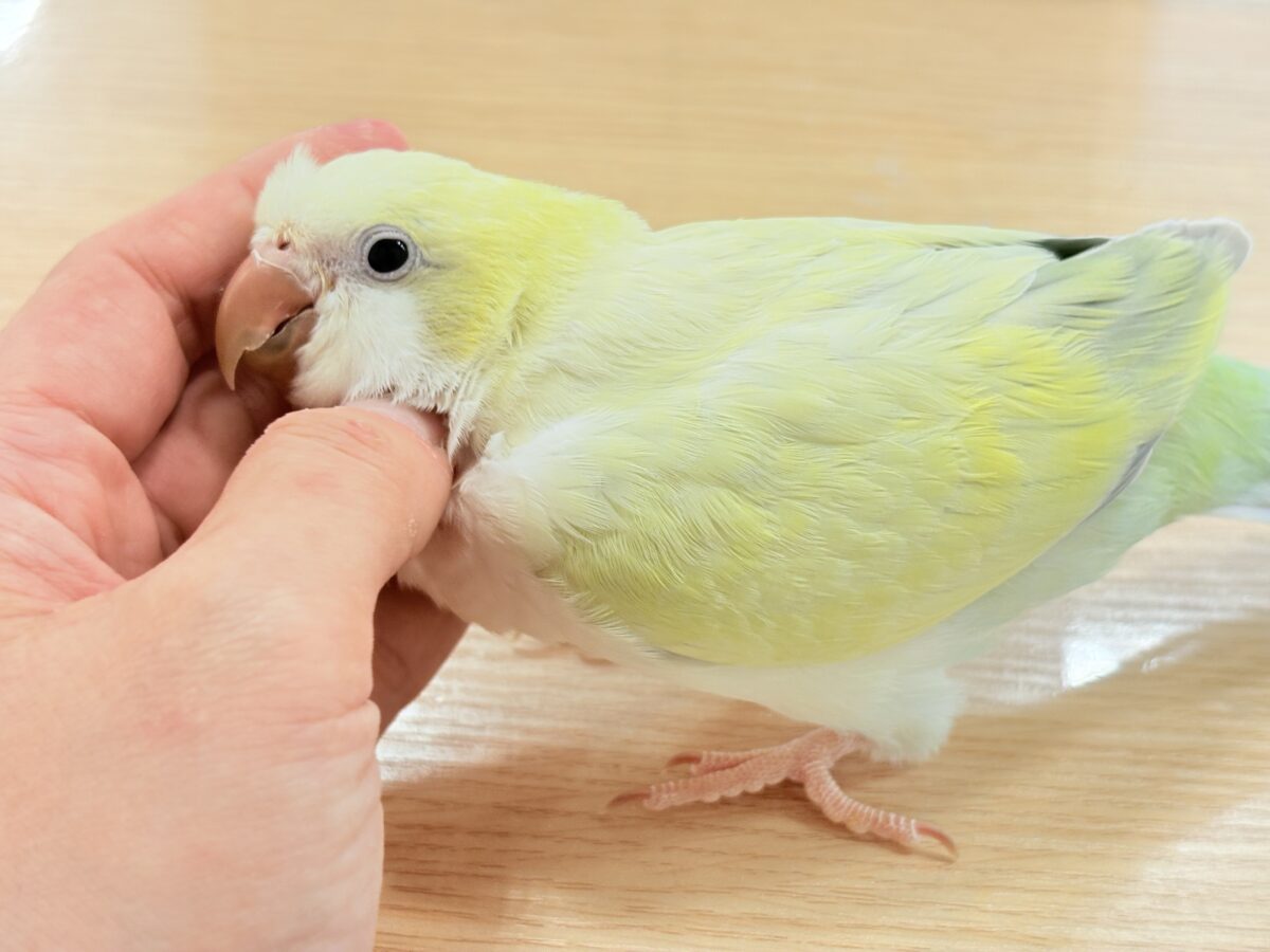 オキナインコ