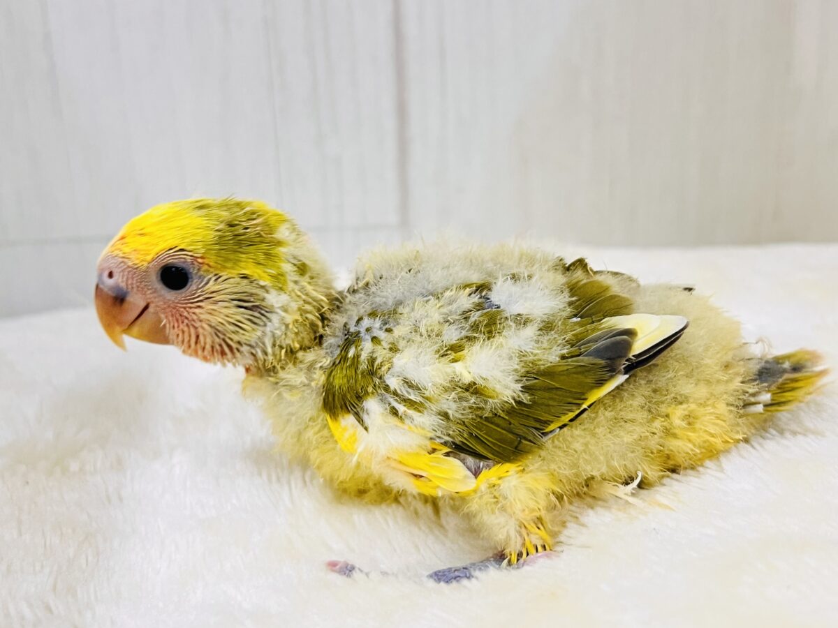 コザクラインコ（小桜インコ）