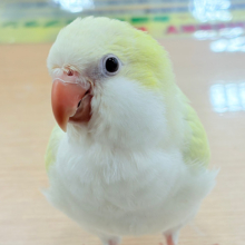 【最新画像更新🪄もうすぐひとり餌‪☆】甘々ポップ🍭もふもふ頭が癒しです🐣🫧オキナインコ(ターコイズブルーパリドオパーリン) ヒナ