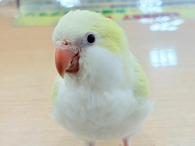 【最新画像更新🪄もうすぐひとり餌‪☆】甘々ポップ🍭もふもふ頭が癒しです🐣🫧オキナインコ(ターコイズブルーパリドオパーリン) ヒナ