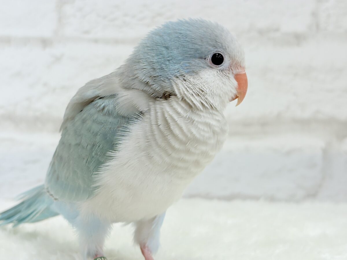 【最新画像・動画更新🪄もうすぐひとり餌☆】おめめがキレイ✨澄んだ瞳が魅力的🐣🫧オキナインコ(ブルーパリド) ヒナ オキナインコ