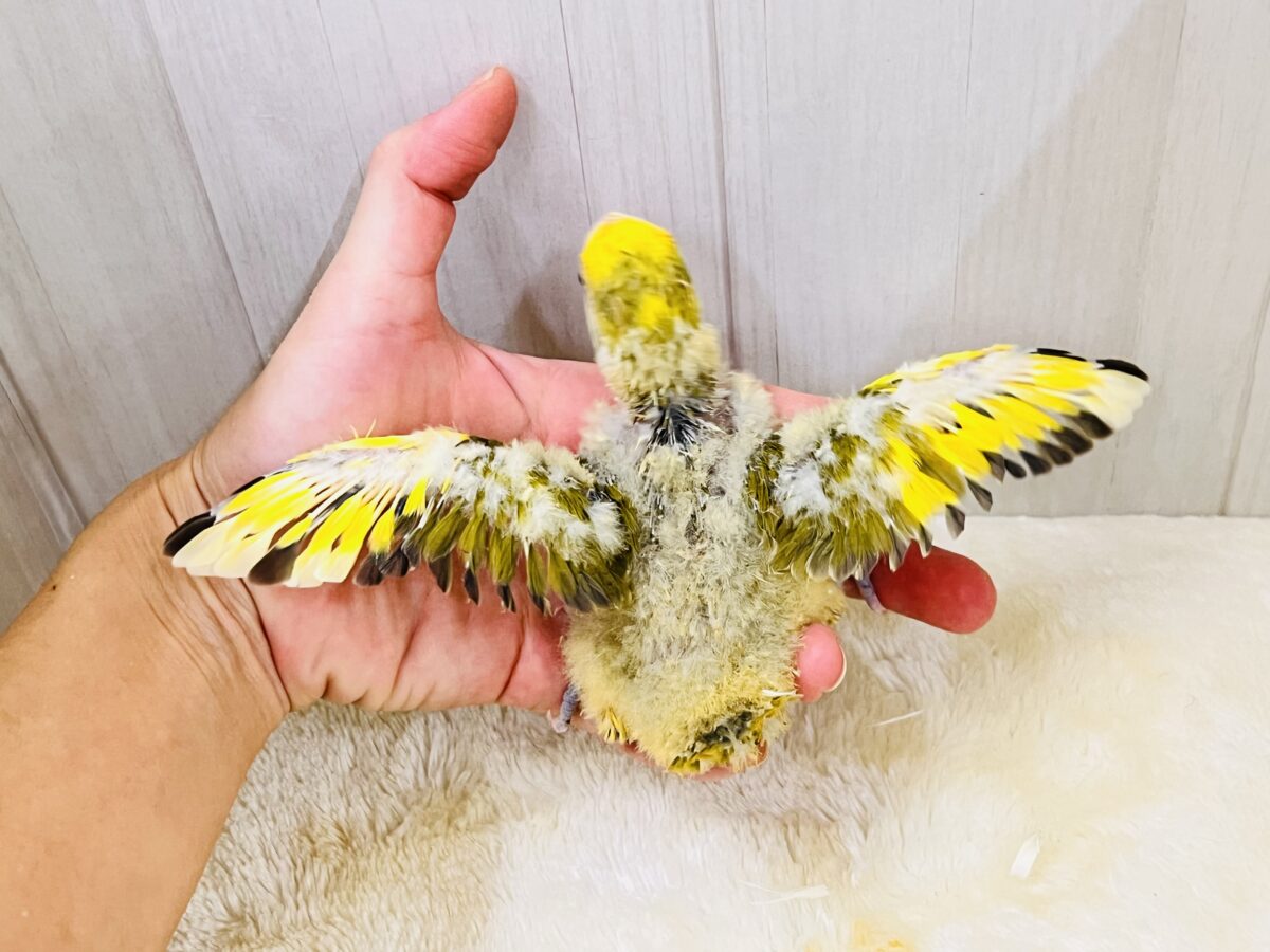 プリプチッ💛皮付きとうもろこしカラー🌽小桜インコのタイガーチェリーの雛が入舎しました☆ コザクラインコ(小桜インコ)