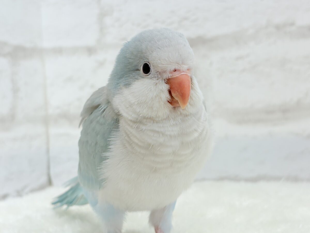 オキナインコ
