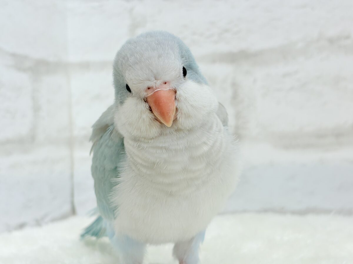 【最新画像・動画更新🪄もうすぐひとり餌☆】おめめがキレイ✨澄んだ瞳が魅力的🐣🫧オキナインコ(ブルーパリド) ヒナ オキナインコ