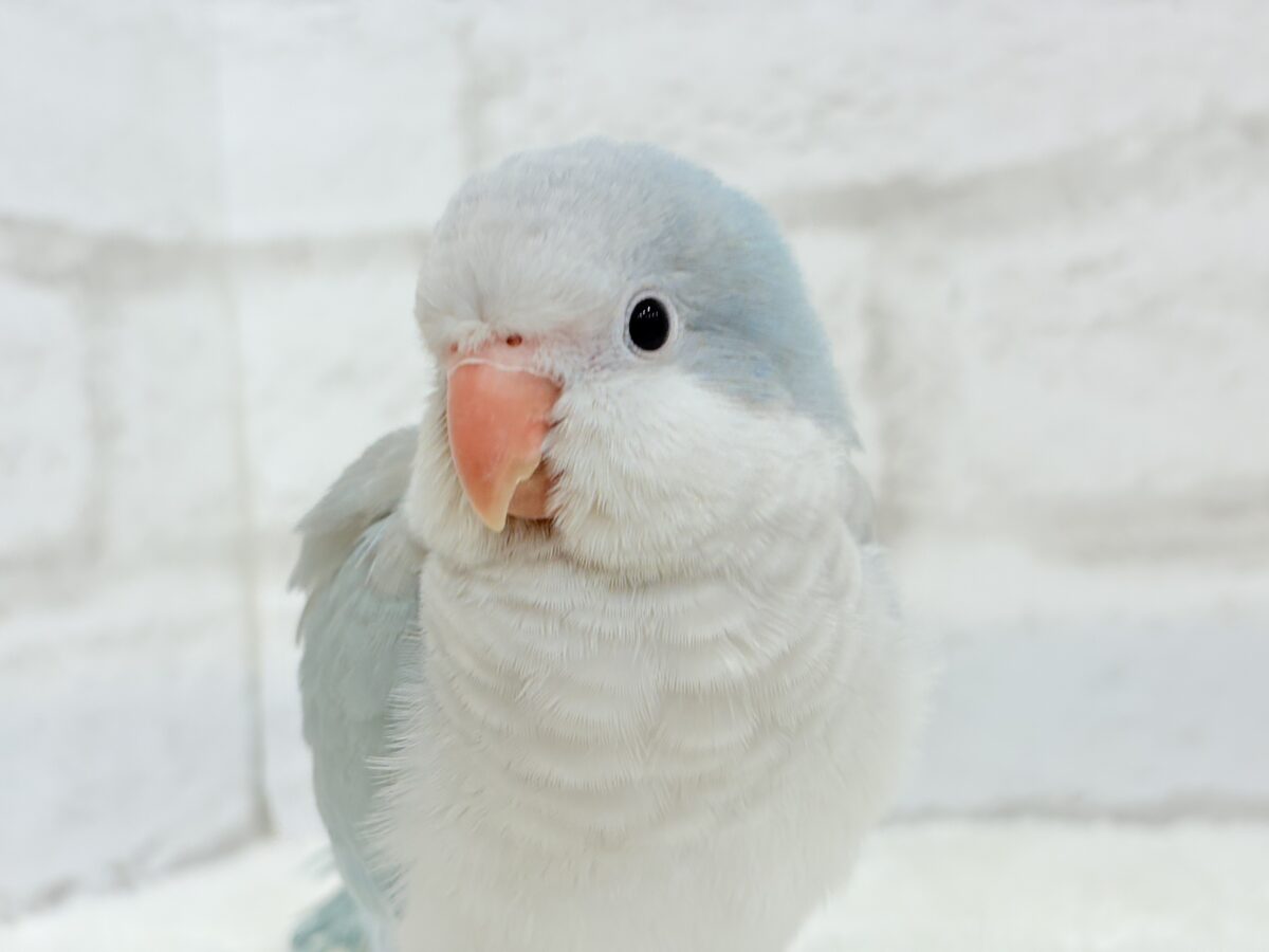 オキナインコ