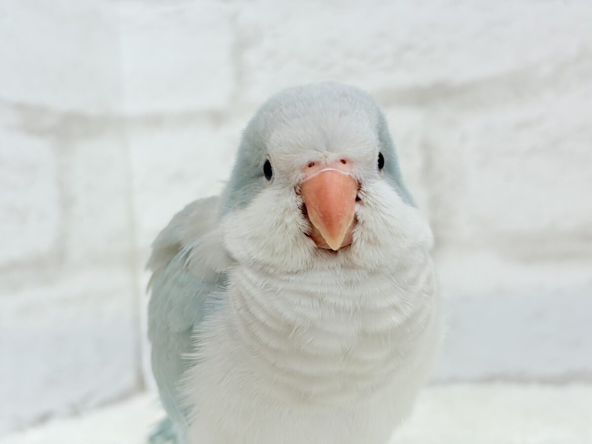 【最新画像・動画更新🪄もうすぐひとり餌☆】おめめがキレイ✨澄んだ瞳が魅力的🐣🫧オキナインコ(ブルーパリド) ヒナ オキナインコ