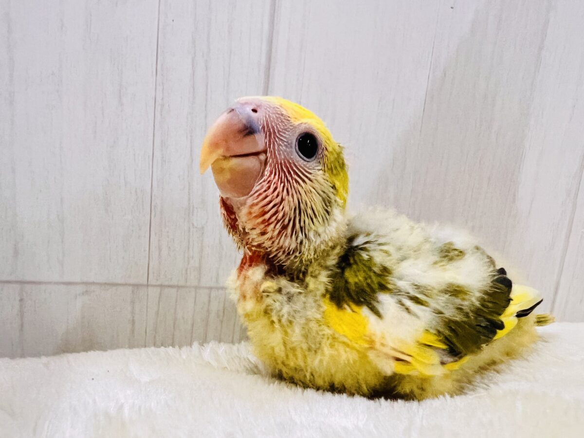 プリプチッ💛皮付きとうもろこしカラー🌽小桜インコのタイガーチェリーの雛が入舎しました☆ コザクラインコ(小桜インコ)