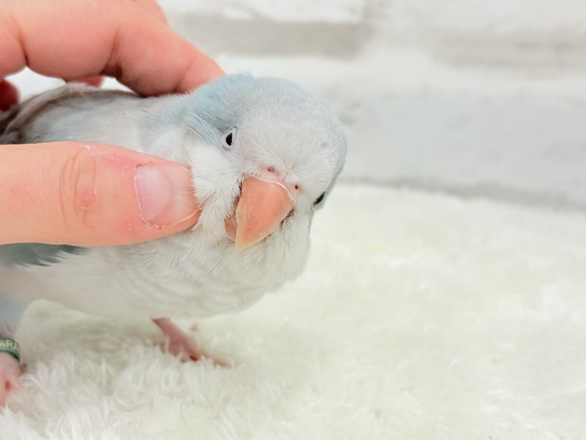 オキナインコ