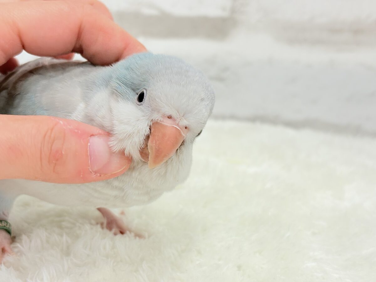オキナインコ
