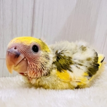ﾌﾟﾘﾌﾟﾁｯ💛皮付きとうもろこしカラー🌽小桜インコのタイガーチェリーの雛が入舎しました☆