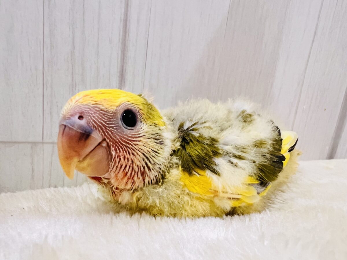 ﾌﾟﾘﾌﾟﾁｯ💛皮付きとうもろこしカラー🌽小桜インコのタイガーチェリーの雛が入舎しました☆