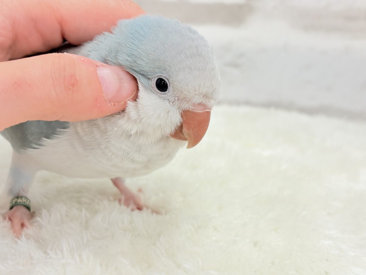 オキナインコ