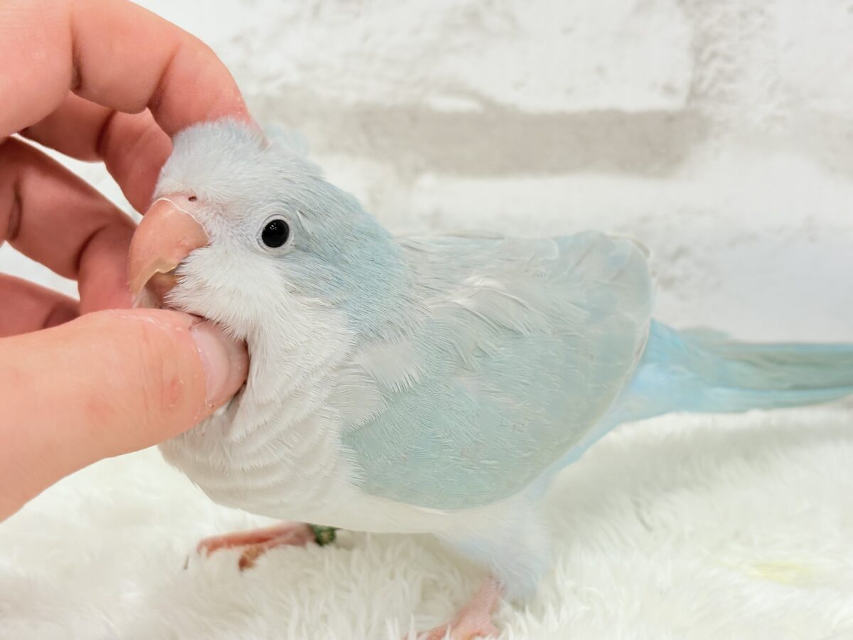 オキナインコ