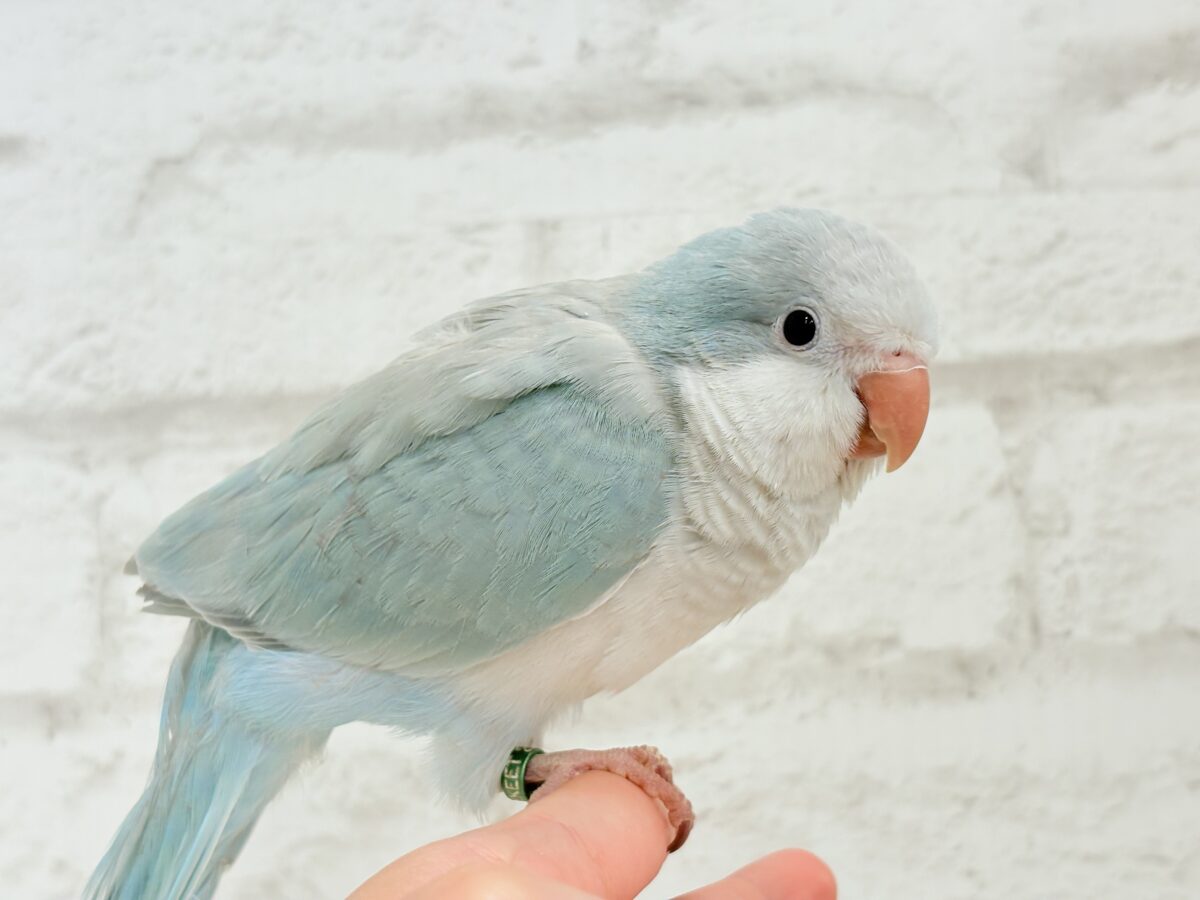 オキナインコ