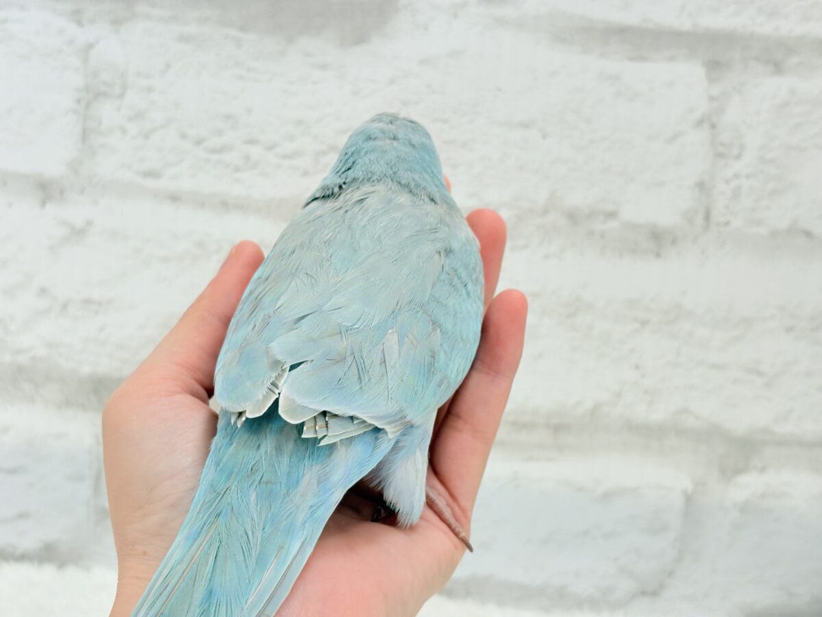 オキナインコ