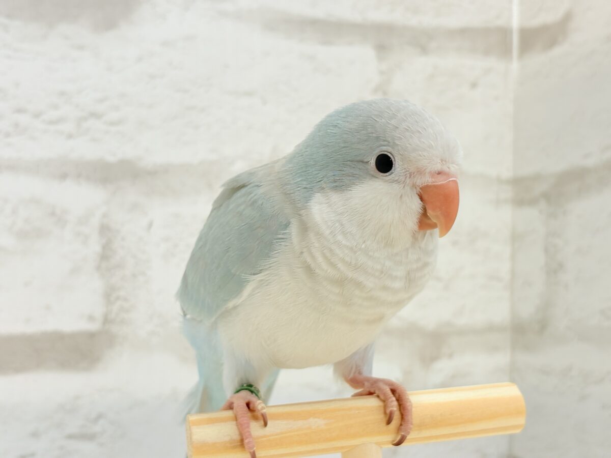 オキナインコ