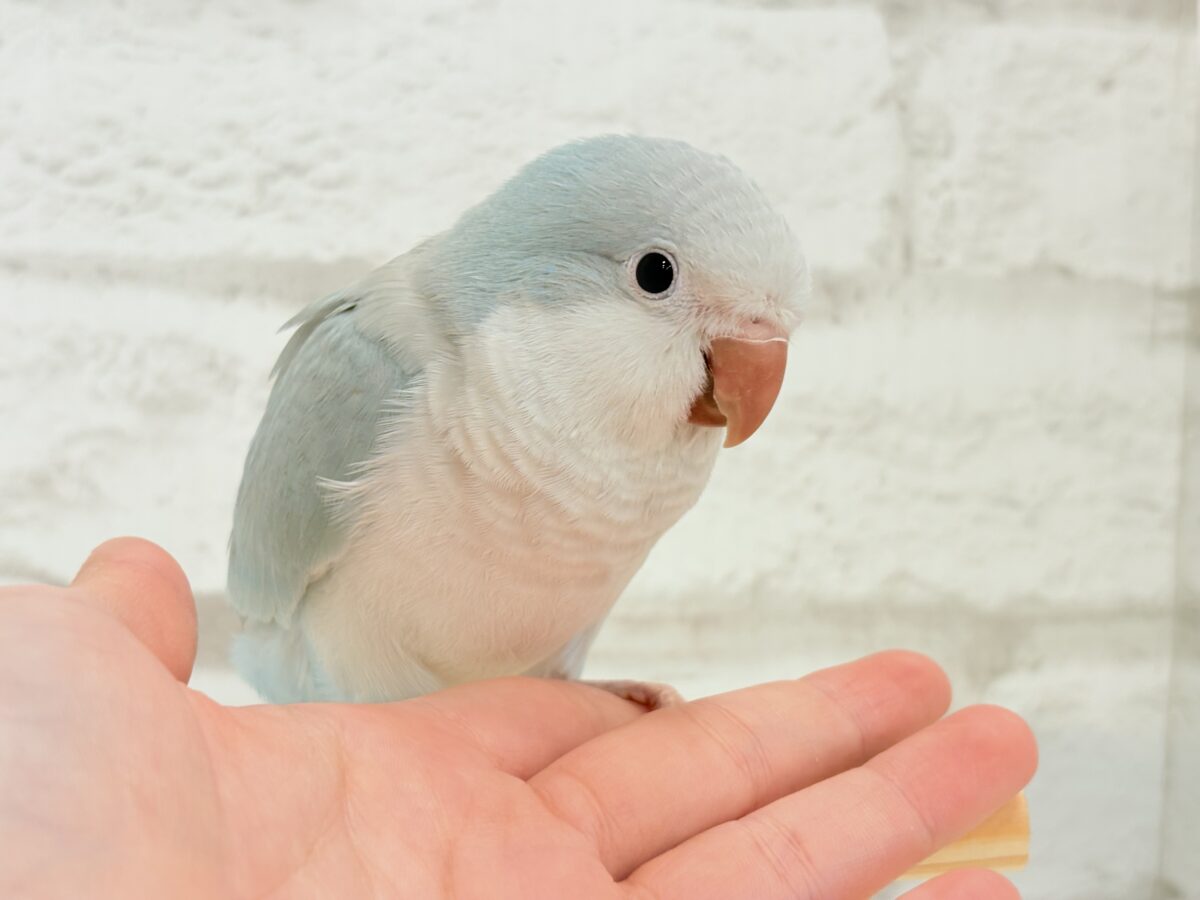 オキナインコ